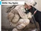 بازی Soldier Dog Jigsaw آنلاین