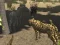 بازی African Cheetah Hunting Simulator آنلاین