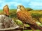 بازی Birds of Prey Slide آنلاین