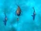 بازی Avoid the Sharks آنلاین