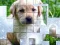 بازی PicPu Dog آنلاین