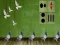 بازی Pigeon Escape 2 آنلاین