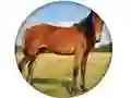بازی Animal Quiz آنلاین