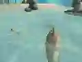 بازی Shark Simulator Beach Killer آنلاین