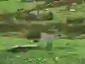 بازی Pigeons Hunting آنلاین