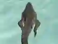 بازی Crocodile Simulator Beach Hunt آنلاین