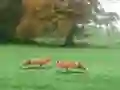 بازی Hunted Fox آنلاین