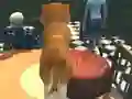 بازی Dog Simulator: Puppy Craft آنلاین