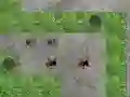 بازی Spider Tower Defence آنلاین