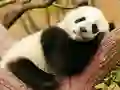 بازی Animal Differences آنلاین