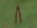 بازی Dino Hunt آنلاین