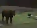 بازی Bear Den آنلاین