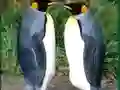 بازی Penguin Puzzle آنلاین