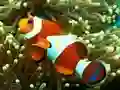 بازی Underwater Hidden Numbers آنلاین