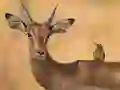 بازی Wild Deer Jigsaw آنلاین