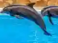 بازی Sea Dolphin Jigsaw آنلاین