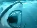 بازی Hungry Shark آنلاین