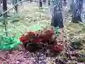 بازی Bernati Forest Adventure آنلاین
