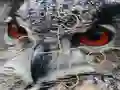 بازی Wild owl Jigsaw آنلاین