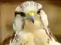 بازی Gyrfalcon Jigsaw آنلاین
