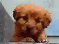 بازی Puppy Puzzle آنلاین