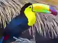 بازی Toucan Bird Jigsaw آنلاین