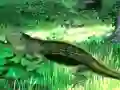 بازی Lizard Forest Escape آنلاین