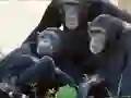 بازی Funny Chimpanzee Jungle Escape آنلاین