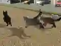 بازی Run Cat Cat Race آنلاین