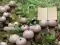 بازی Lycoperdon Mushroom Land Escape آنلاین