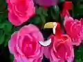 بازی Precious Rose Escape آنلاین