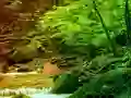 بازی Peaceful Rainbow Forest Escape آنلاین