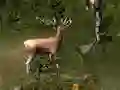بازی Sniper Hunting Deadly Animal آنلاین
