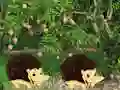 بازی Escape From Mango Farm آنلاین