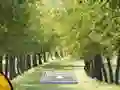 بازی Pair of Cat Escape آنلاین