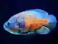 بازی Tiger Fish Jigsaw آنلاین