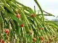 بازی Dragon Fruit Animal Escape آنلاین