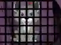 بازی Trapped Wolf Rescue آنلاین