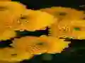 بازی Chrysanthemums Jigsaw آنلاین