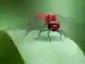 بازی Dragon Fly Jigsaw آنلاین