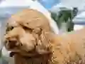 بازی Labradoodle Jigsaw آنلاین