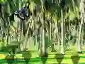 بازی Rescue Tasmanian Tiger آنلاین