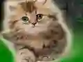 بازی Couple Kitten Escape آنلاین