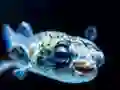 بازی Puffer Fish Jigsaw آنلاین
