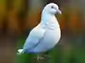 بازی Realistic Pigeon Rescue آنلاین