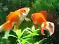 بازی Blue Fish Escape آنلاین