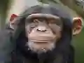بازی Chimpanzee Jigsaw آنلاین