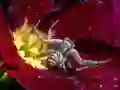 بازی Crab Spider Jigsaw آنلاین