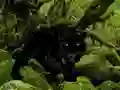 بازی Escape from Black Panther Forest آنلاین