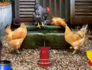 بازی Poultry Farm Easter Escape آنلاین